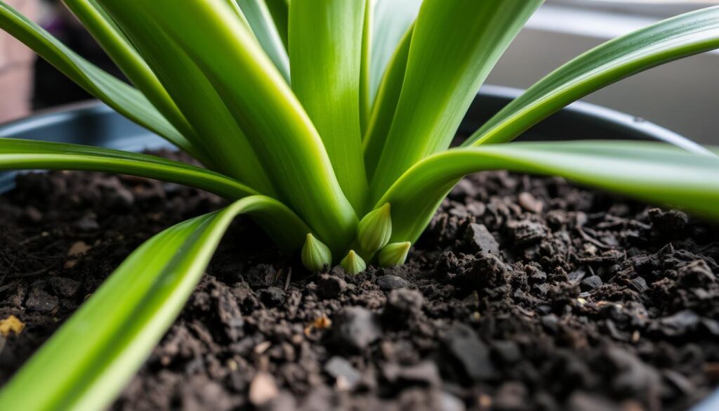 How to Propagate a Snake Plant Step by Step Guide